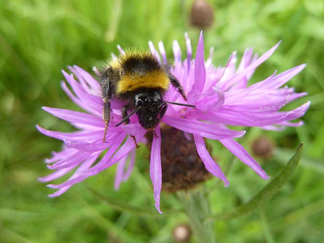 Pro Flora 15 - Pollinator